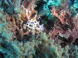2010-09-12 13-29-49 Ludo